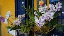 Celebra los 490 años de Cali entre orquídeas y naturaleza