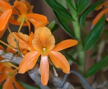 Celebra los 490 años de Cali entre orquídeas y naturaleza