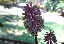 Celebra los 490 años de Cali entre orquídeas y naturaleza