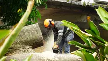 Distrito activa póliza de seguros tras caída de árbol en el puente del Gato de Tejada