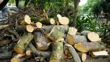 Distrito activa póliza de seguros tras caída de árbol en el puente del Gato de Tejada