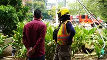 Distrito activa póliza de seguros tras caída de árbol en el puente del Gato de Tejada