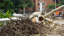 Distrito activa póliza de seguros tras caída de árbol en el puente del Gato de Tejada