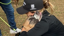 Los 490 años de Cali se celebraron con amor: 30 perros encontraron un hogar.