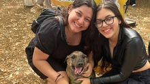 Los 490 años de Cali se celebraron con amor: 30 perros encontraron un hogar.