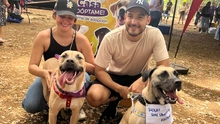 Los 490 años de Cali se celebraron con amor: 30 perros encontraron un hogar.