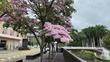 Cali: de lugar de paso a pionera de las independencias, ciudad visionaria, agrícola, industrial, cultural y deportiva