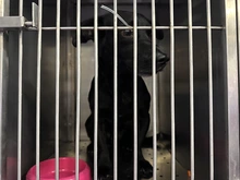 CBA centraliza atención de animales afectados por el sismo y fortalece la recepción de donaciones