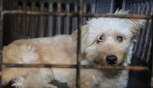 CBA centraliza atención de animales afectados por el sismo y fortalece la recepción de donaciones