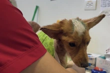 CBA centraliza atención de animales afectados por el sismo y fortalece la recepción de donaciones