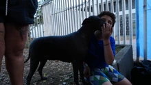 El colapso no doblega el alma caleña: la historia de la familia y sus dos mascotas que resurgen desde el coliseo de hockey
