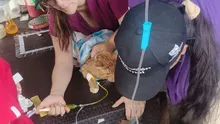 Protección animal fortalece la atención y el rescate de animales compañeros durante la emergencia en Cali