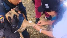 Protección animal fortalece la atención y el rescate de animales compañeros durante la emergencia en Cali