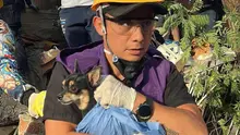 Protección animal fortalece la atención y el rescate de animales compañeros durante la emergencia en Cali