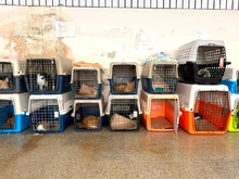 Protección Animal declara cuarentena preventiva y temporal en el Centro de Bienestar Animal para proteger a los animales bajo su cuidado