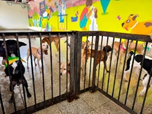 Protección Animal declara cuarentena preventiva y temporal en el Centro de Bienestar Animal para proteger a los animales bajo su cuidado