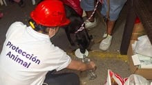 Alcaldía aclara denuncia por solicitud de dinero a través de línea asociada al Centro de Bienestar Animal