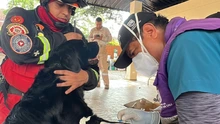 Alcaldía aclara denuncia por solicitud de dinero a través de línea asociada al Centro de Bienestar Animal