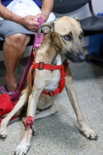 Animales recuperados del terremoto esperan a sus familias en el Centro de Bienestar