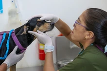 Animales recuperados del terremoto esperan a sus familias en el Centro de Bienestar