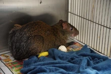 Cali protege a su fauna: Dagma entregó balance de la atención y recuperación de animales silvestre afectados por el incendio en el Cerro de La Bandera