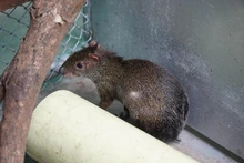 Cali protege a su fauna: Dagma entregó balance de la atención y recuperación de animales silvestre afectados por el incendio en el Cerro de La Bandera