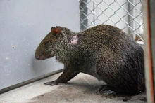 Cali protege a su fauna: Dagma entregó balance de la atención y recuperación de animales silvestre afectados por el incendio en el Cerro de La Bandera