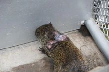 Cali protege a su fauna: Dagma entregó balance de la atención y recuperación de animales silvestre afectados por el incendio en el Cerro de La Bandera
