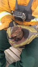 Cali protege a su fauna: Dagma entregó balance de la atención y recuperación de animales silvestre afectados por el incendio en el Cerro de La Bandera