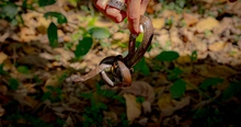 13 animales de fauna silvestre retornan a su hábitat natural en el Ecoparque de la Biodiversidad COP16