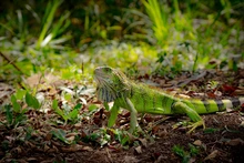 13 animales de fauna silvestre retornan a su hábitat natural en el Ecoparque de la Biodiversidad COP16