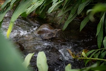 13 animales de fauna silvestre retornan a su hábitat natural en el Ecoparque de la Biodiversidad COP16