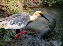 13 animales de fauna silvestre retornan a su hábitat natural en el Ecoparque de la Biodiversidad COP16