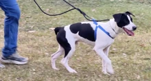 Se habilitará plataforma web para facilitar el reencuentro de animales con sus familias tras el terremoto