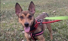 Se habilitará plataforma web para facilitar el reencuentro de animales con sus familias tras el terremoto