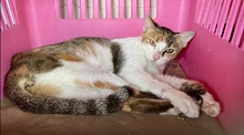Se habilitará plataforma web para facilitar el reencuentro de animales con sus familias tras el terremoto