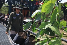 El Parque de la Biodiversidad COP16 se transforma en santuario de vida: Cali rinde homenaje a las víctimas del sismo con la siembra de 156 guayacanes rosados