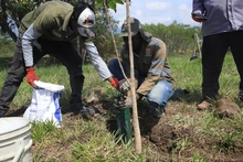 El Parque de la Biodiversidad COP16 se transforma en santuario de vida: Cali rinde homenaje a las víctimas del sismo con la siembra de 156 guayacanes rosados