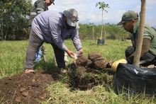 El Parque de la Biodiversidad COP16 se transforma en santuario de vida: Cali rinde homenaje a las víctimas del sismo con la siembra de 156 guayacanes rosados