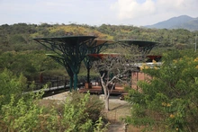 El Parque de la Biodiversidad COP16 se transforma en santuario de vida: Cali rinde homenaje a las víctimas del sismo con la siembra de 156 guayacanes rosados