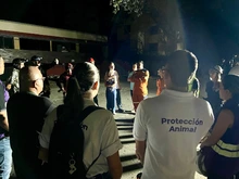 Protección Animal amplía recorridos y estrategias de captura en edificaciones afectadas: sigue la búsqueda del gato ‘Merlín’