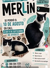 Protección Animal amplía recorridos y estrategias de captura en edificaciones afectadas: sigue la búsqueda del gato ‘Merlín’