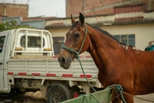 Alcaldía de Cali avanza en la sustitución de vehículos de tracción animal y entrega licencias de conducción a carretilleros