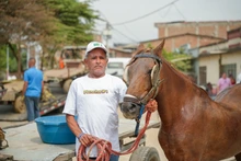 Alcaldía de Cali avanza en la sustitución de vehículos de tracción animal y entrega licencias de conducción a carretilleros
