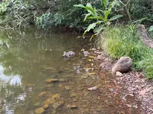 Dagma hace seguimiento permanente a humedales públicos, ante disminución del espejo de agua por Fenómeno de El Niño