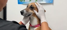 Protección Animal rescata un canino en condiciones de vulnerabilidad