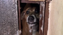 Protección Animal rescata un canino en condiciones de vulnerabilidad