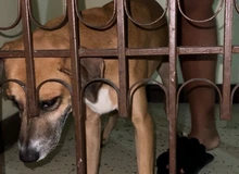 Protección Animal rescata un canino en condiciones de vulnerabilidad