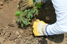 ‘Sembratón’ en el Obrero: espacios públicos más verdes para la comunidad