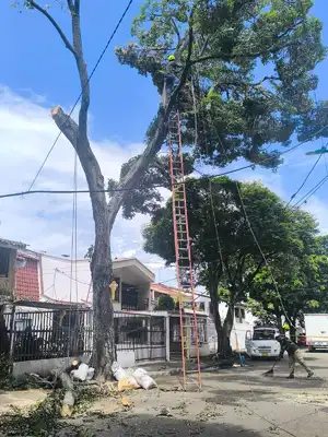 Más de 20 emergencias por volcamiento de árboles en Cali han sido atendidas por el Dagma